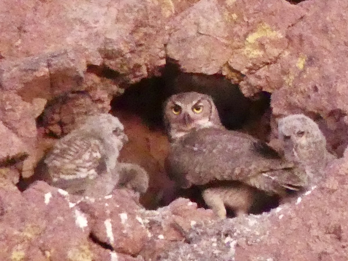 Great Horned Owl - ML619733189