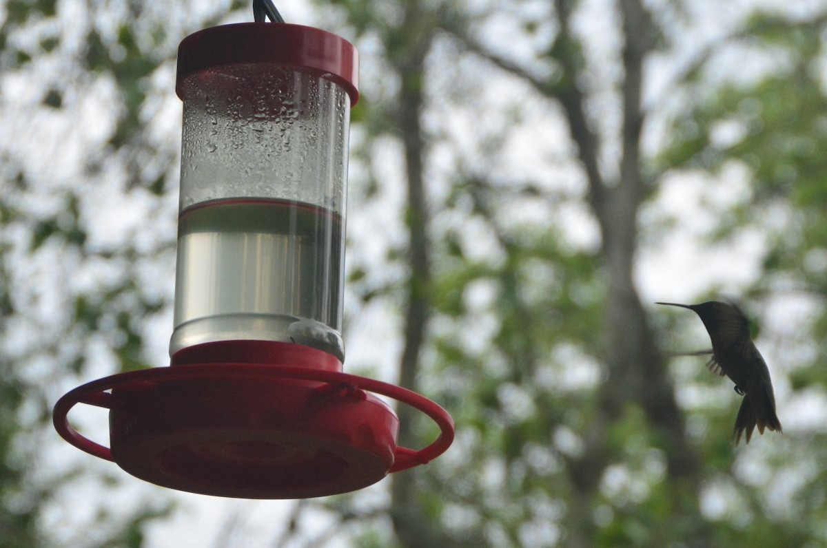 Ruby-throated Hummingbird - ML619733202