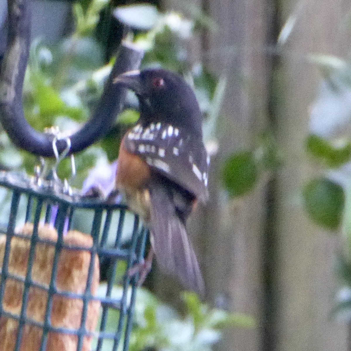 Spotted Towhee - ML619733204