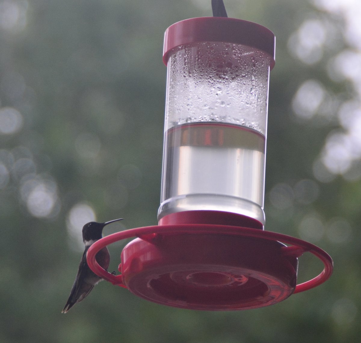 Ruby-throated Hummingbird - ML619733233