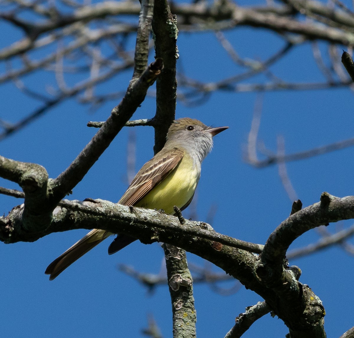 Great Crested Flycatcher - ML619733235
