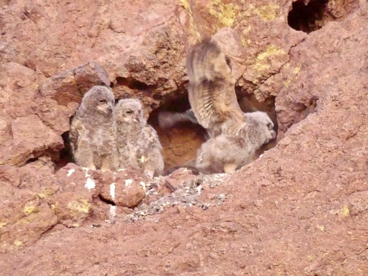 Great Horned Owl - ML619733251