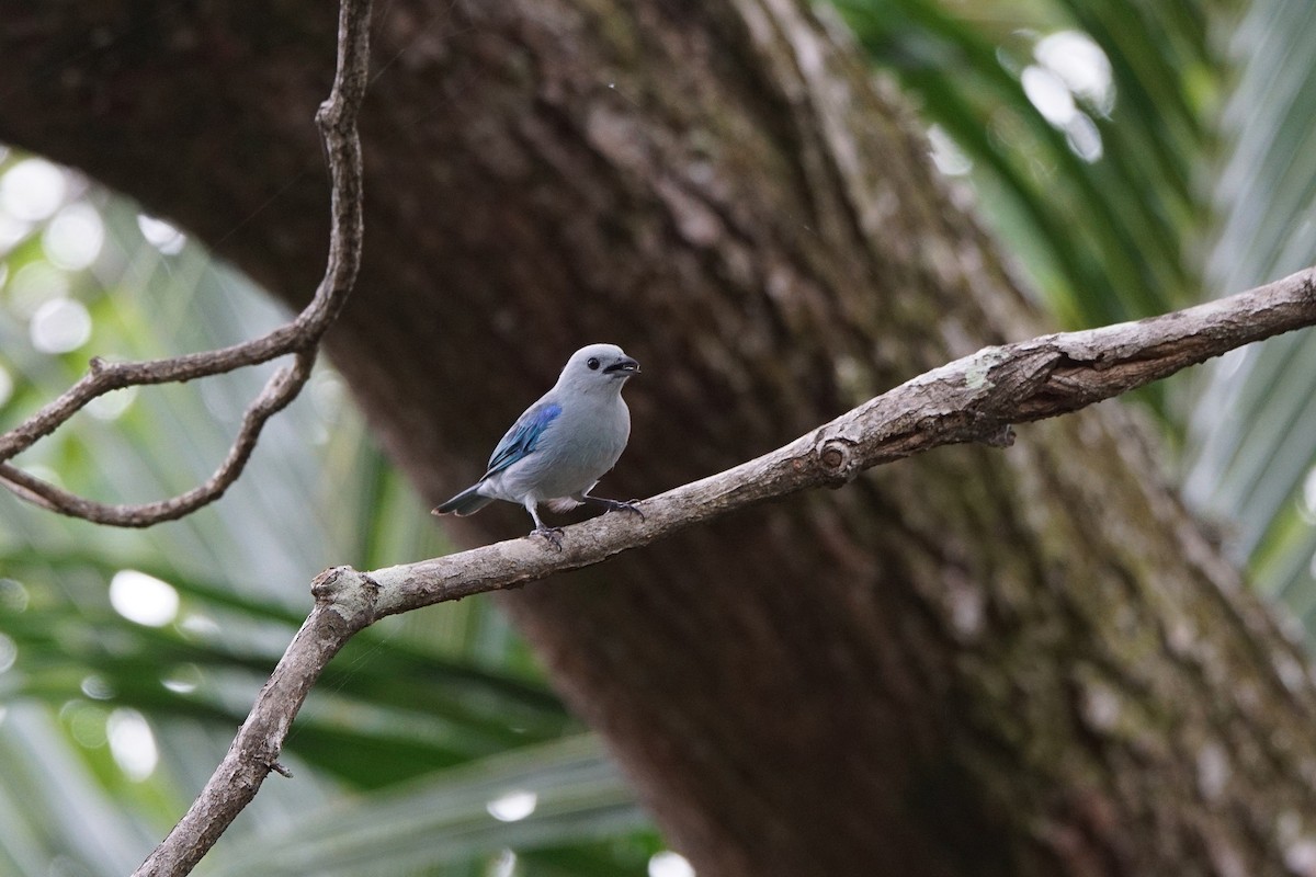 Blue-gray Tanager - ML619733286