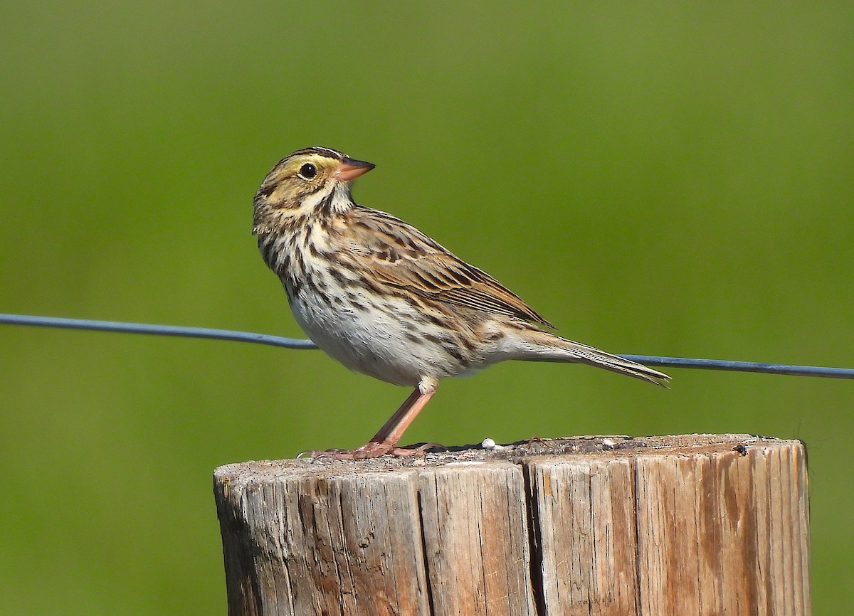 Savannah Sparrow - ML619733329