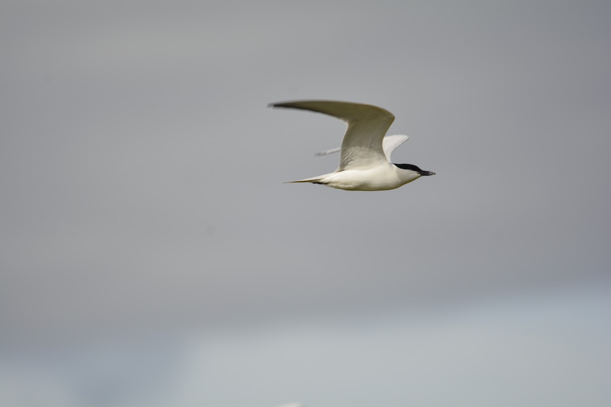 Gull-billed Tern - ML619733358
