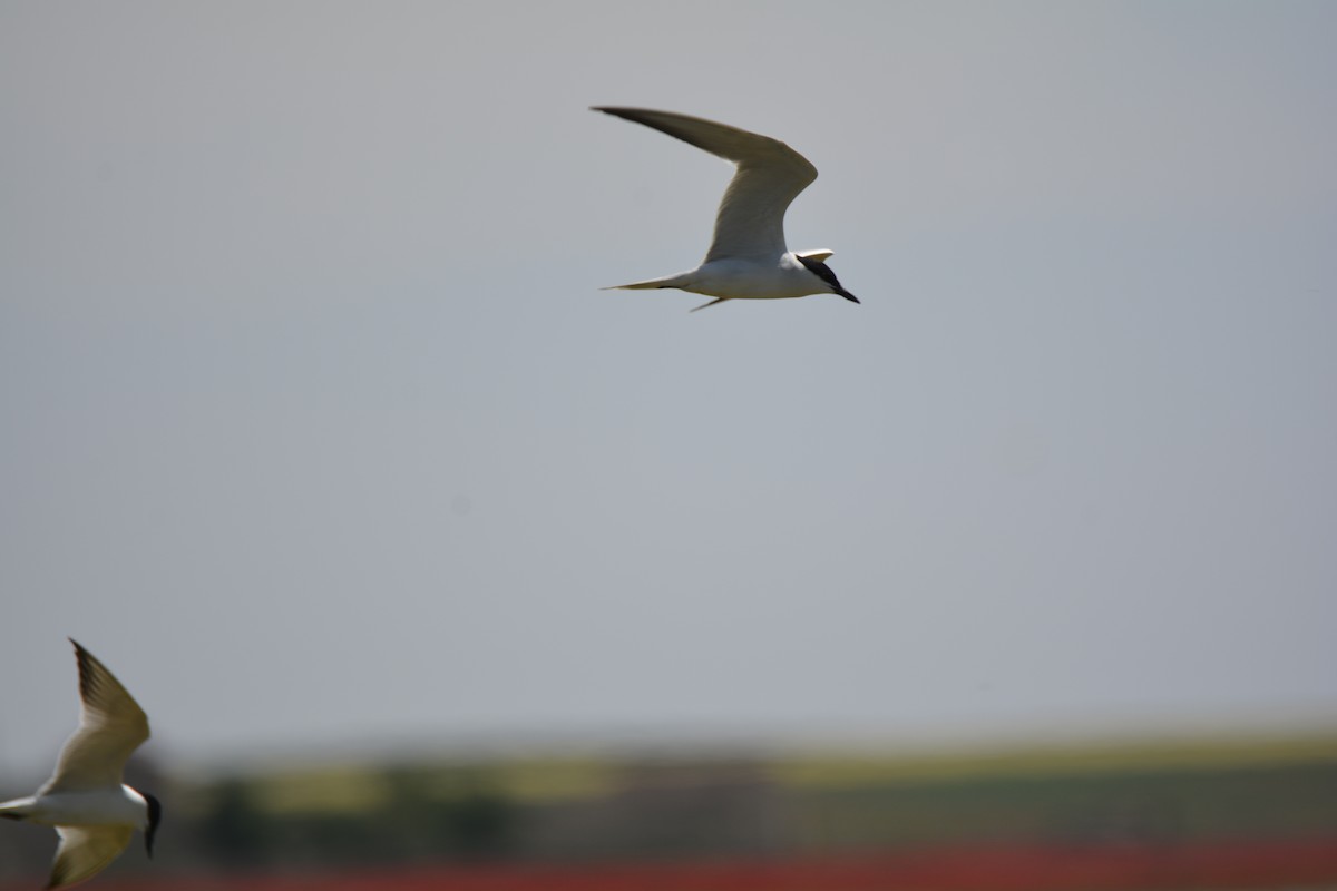 Gull-billed Tern - ML619733362