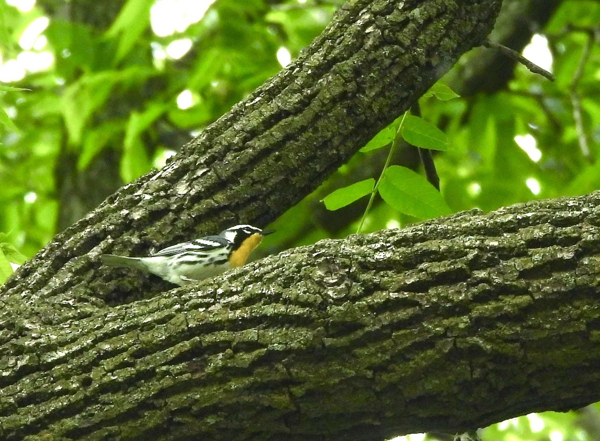 Yellow-throated Warbler - ML619733372