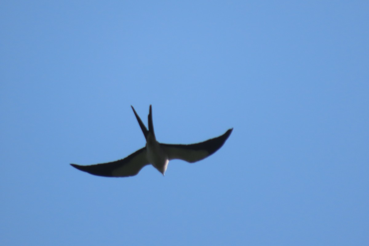Swallow-tailed Kite - ML619733374