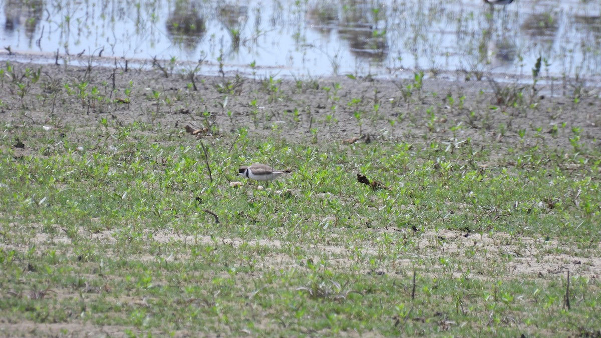 Semipalmated Plover - ML619733403