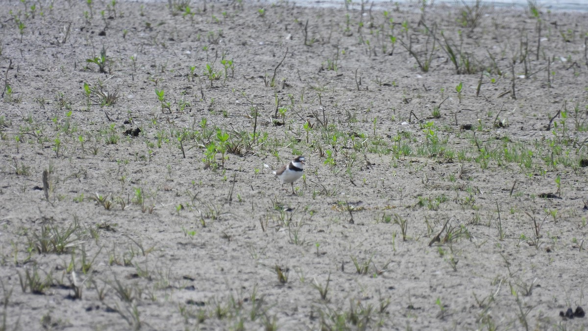 Semipalmated Plover - ML619733404