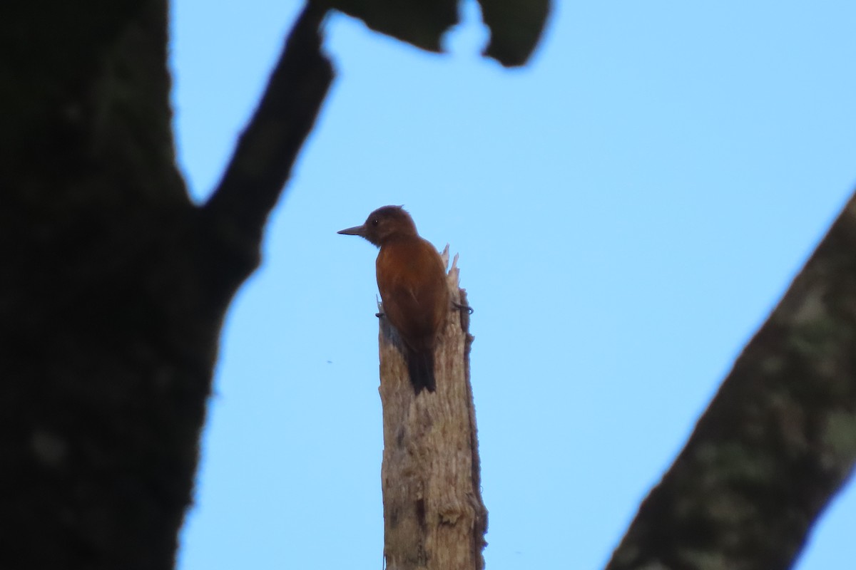 Smoky-brown Woodpecker - ML619733414