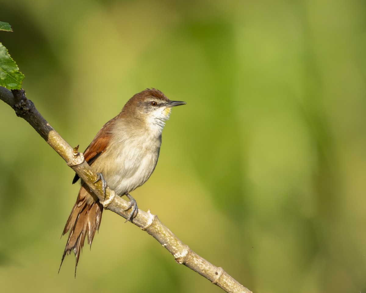 Yellow-chinned Spinetail - ML619733427