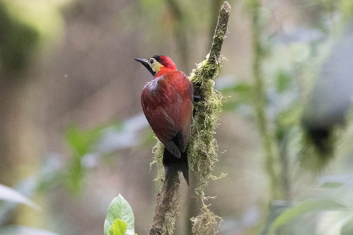 Crimson-mantled Woodpecker - ML619733438