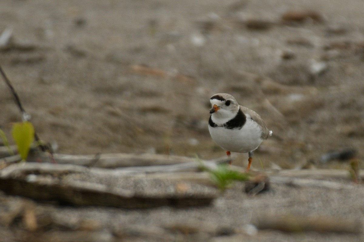 Piping Plover - ML619733480