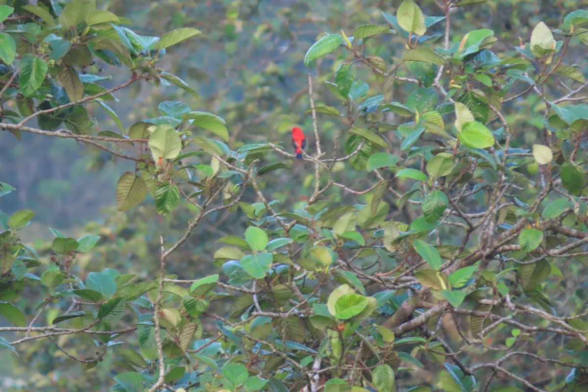 Scarlet Tanager - ML619733489