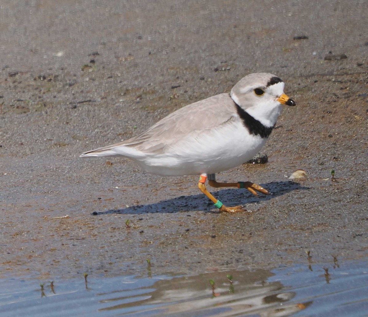 Piping Plover - ML619733499