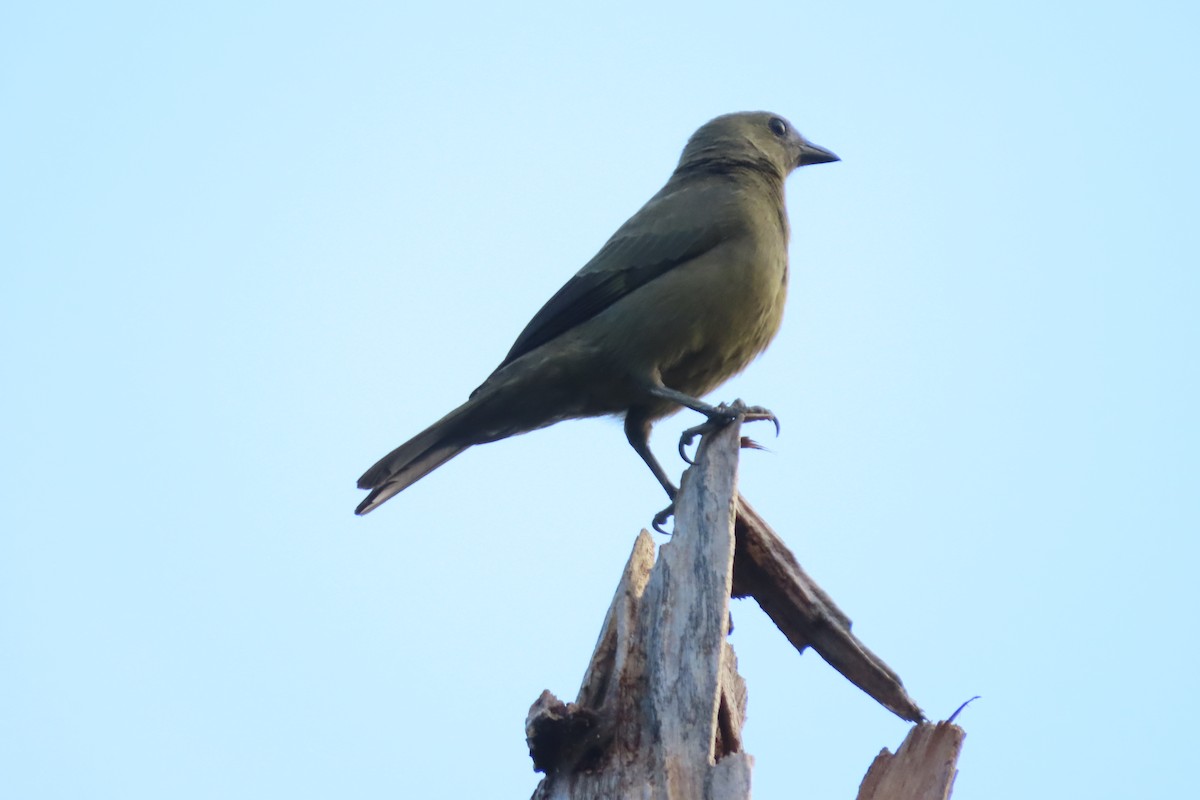 Palm Tanager - ML619733504