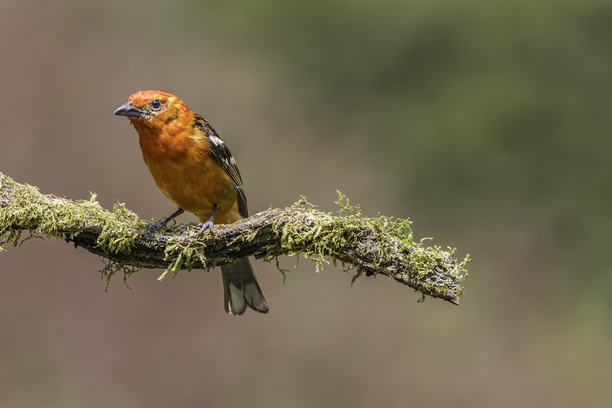 Flame-colored Tanager - ML619733505