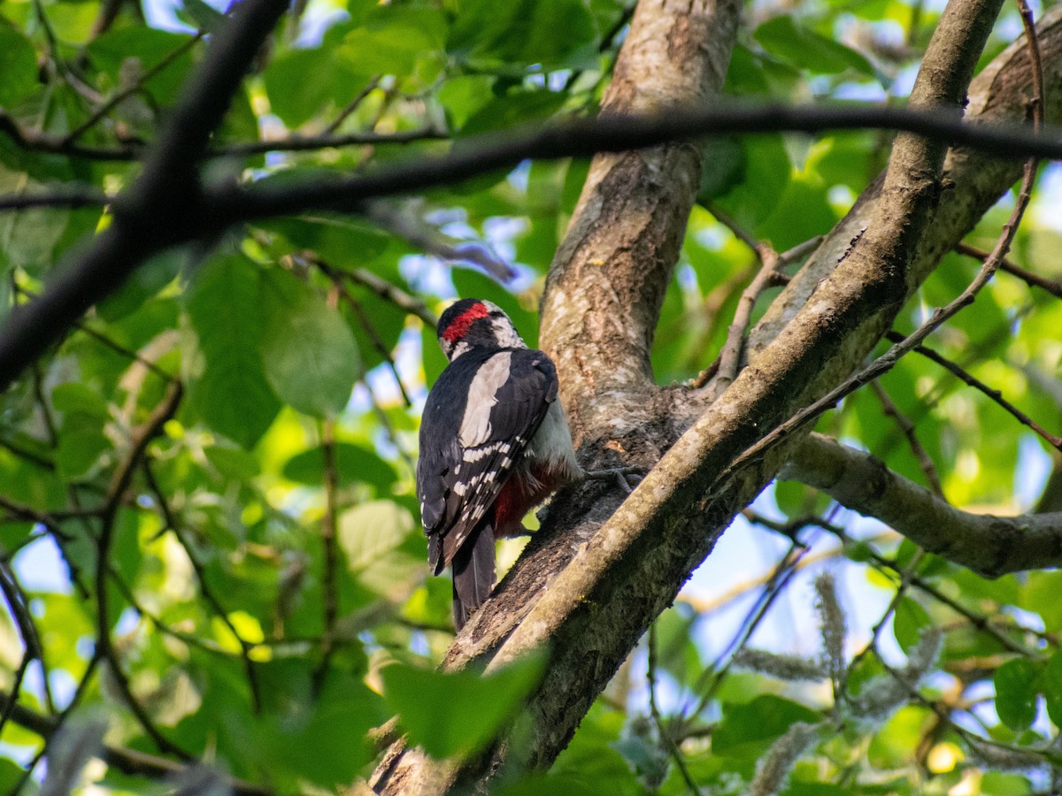 Great Spotted Woodpecker - ML619733524
