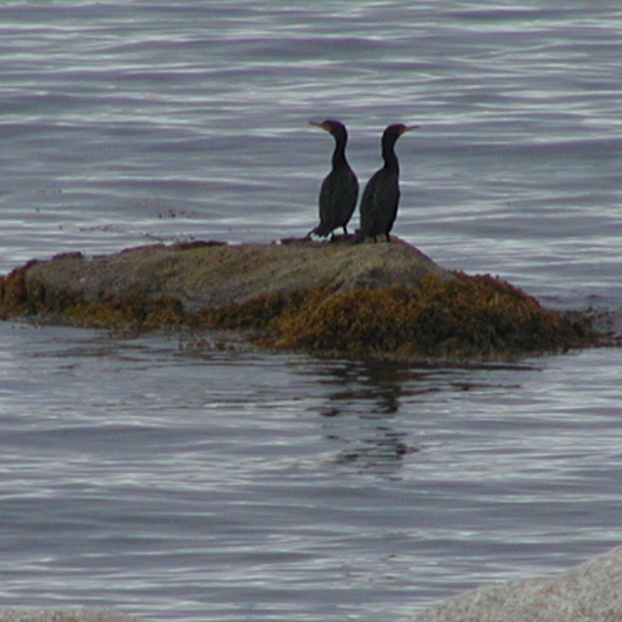 Double-crested Cormorant - ML619733590