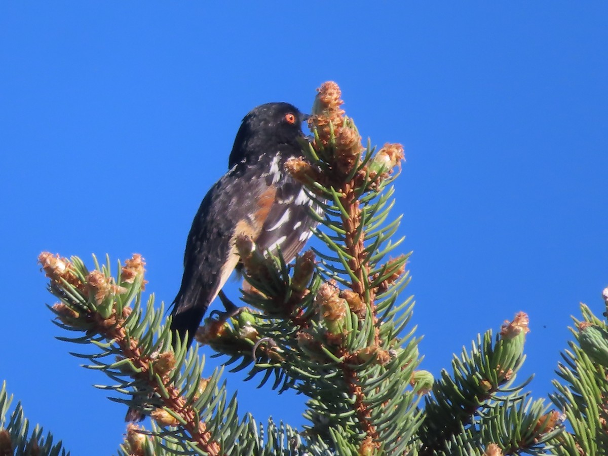 Spotted Towhee - ML619733618