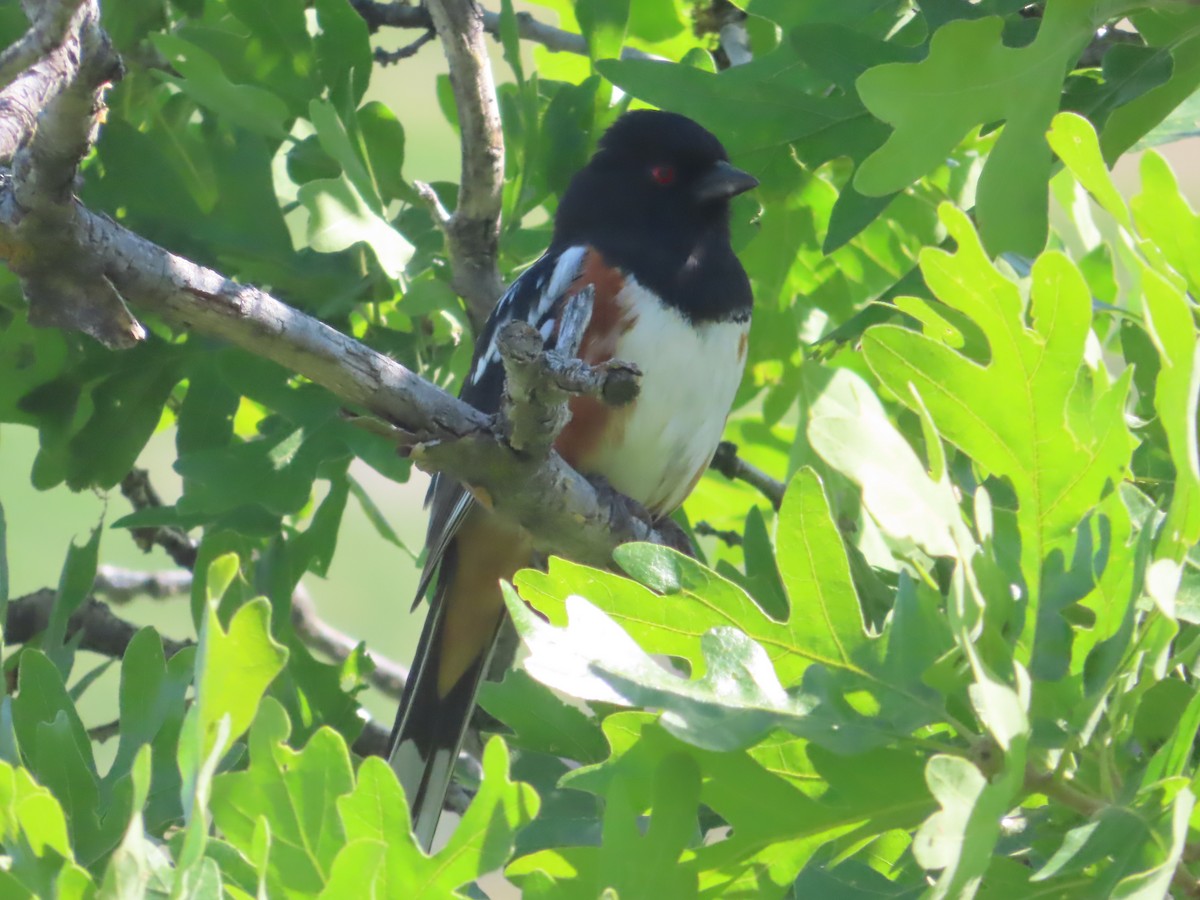Spotted Towhee - ML619733619