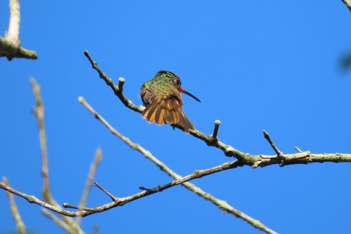 Rufous-tailed Hummingbird - ML619733622