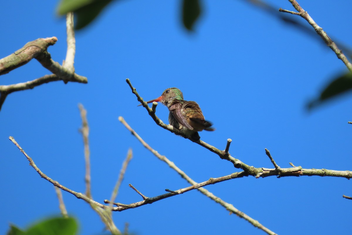 Rufous-tailed Hummingbird - ML619733623