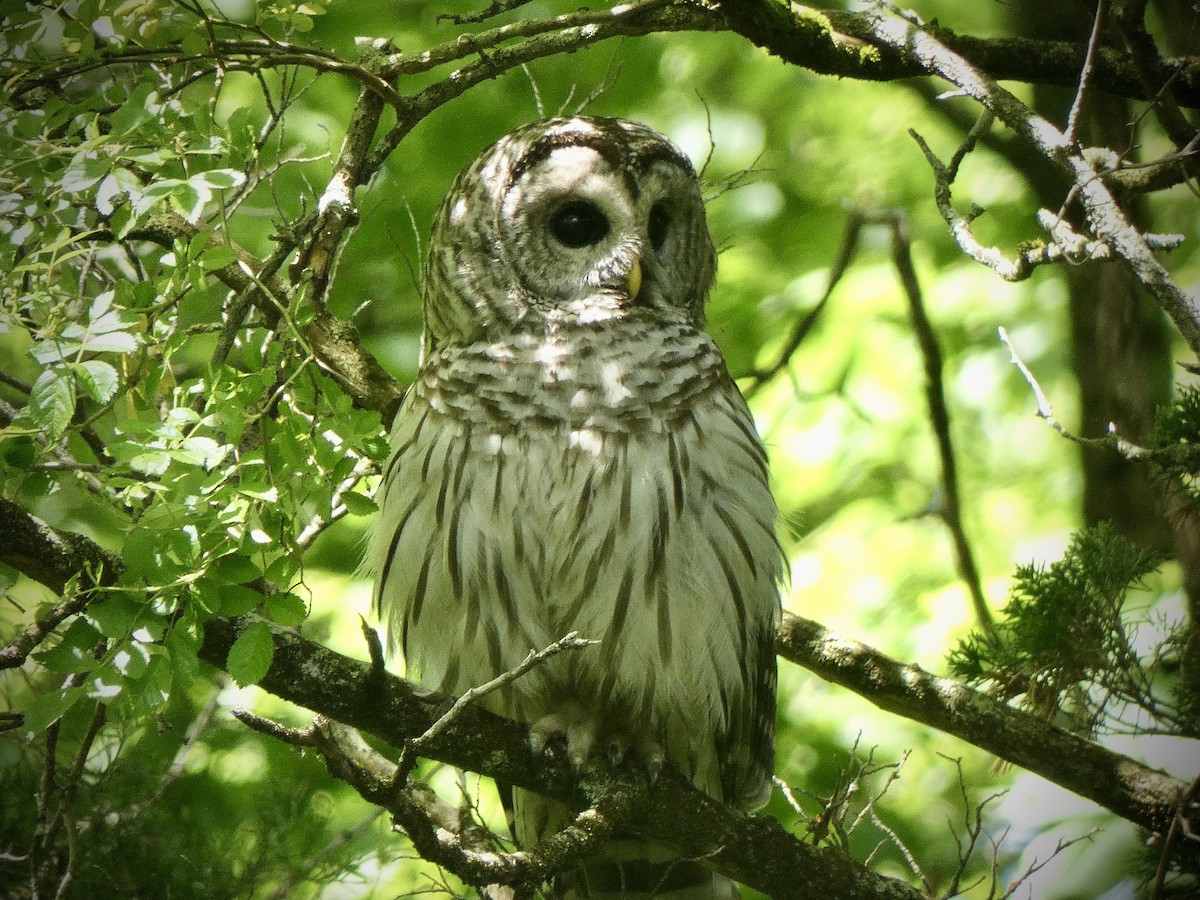 Barred Owl - ML619733640