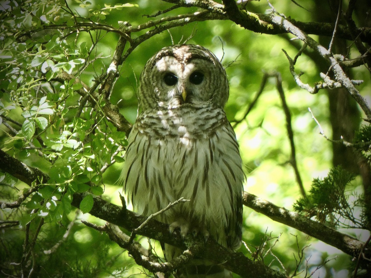 Barred Owl - ML619733641