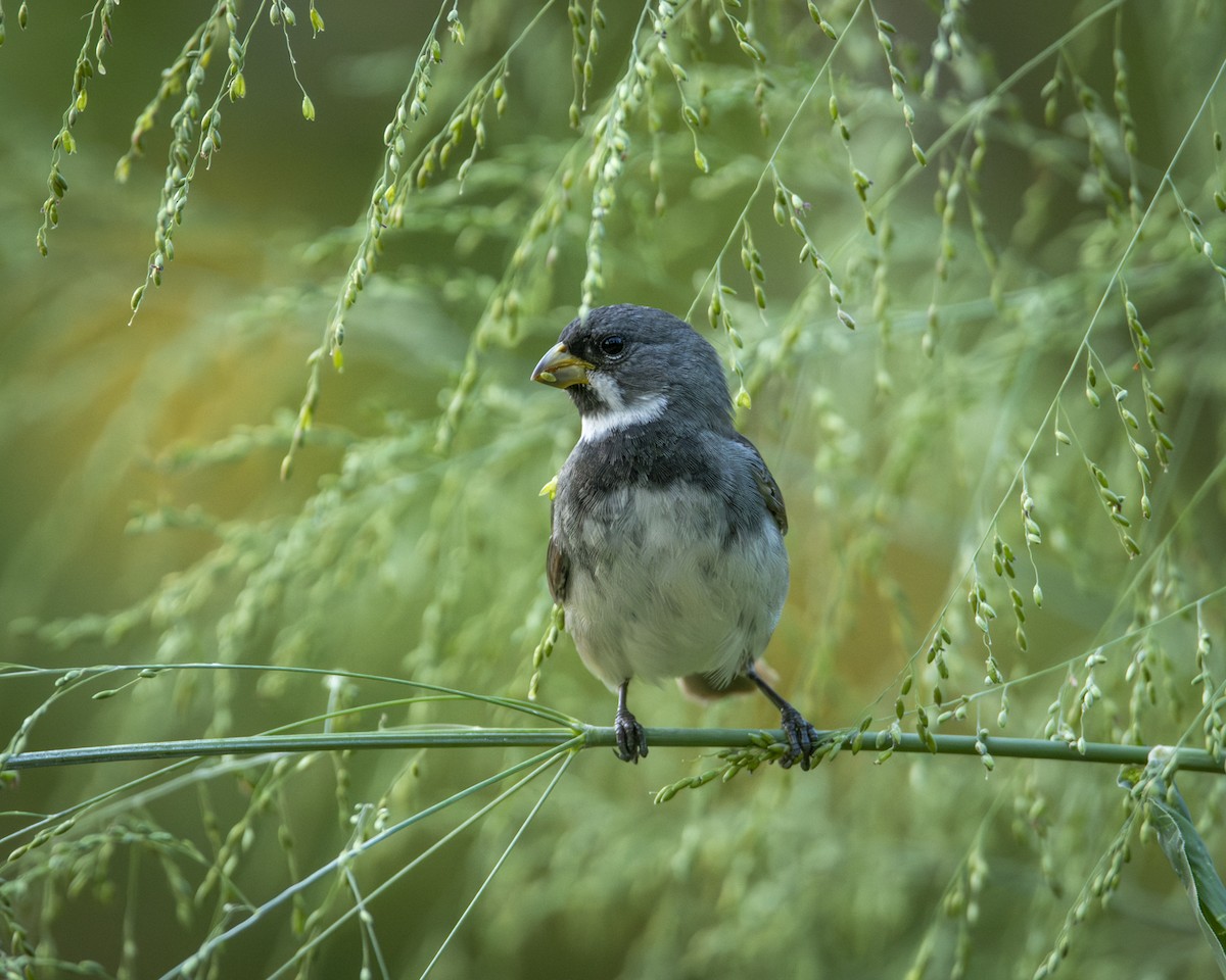 Double-collared Seedeater - ML619733690