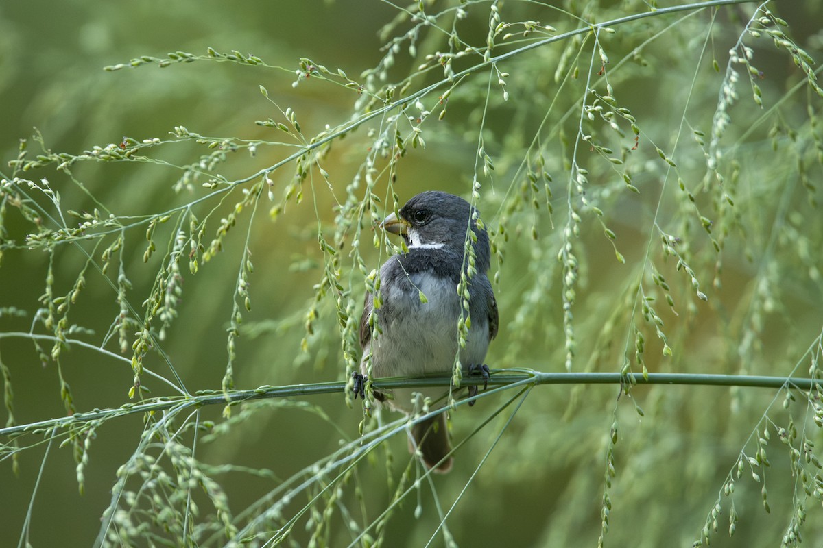 Double-collared Seedeater - ML619733692