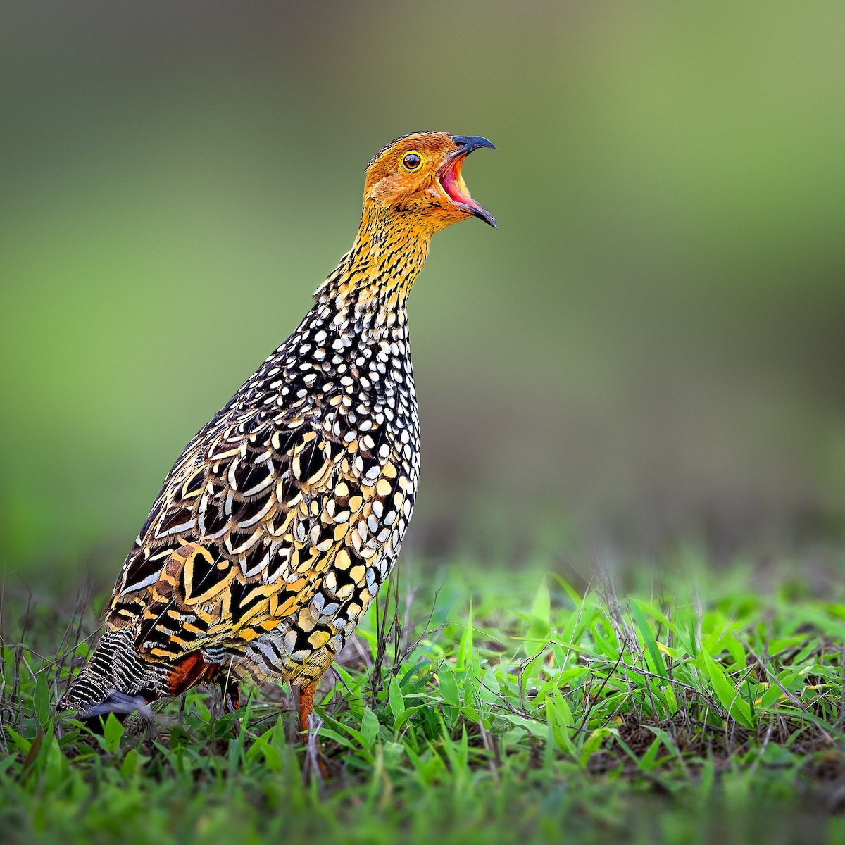 Painted Francolin - ML619733705