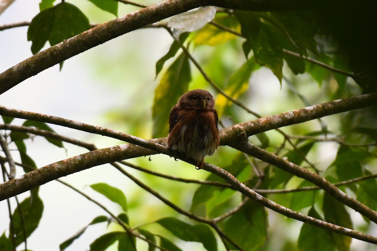 Central American Pygmy-Owl - ML619733722