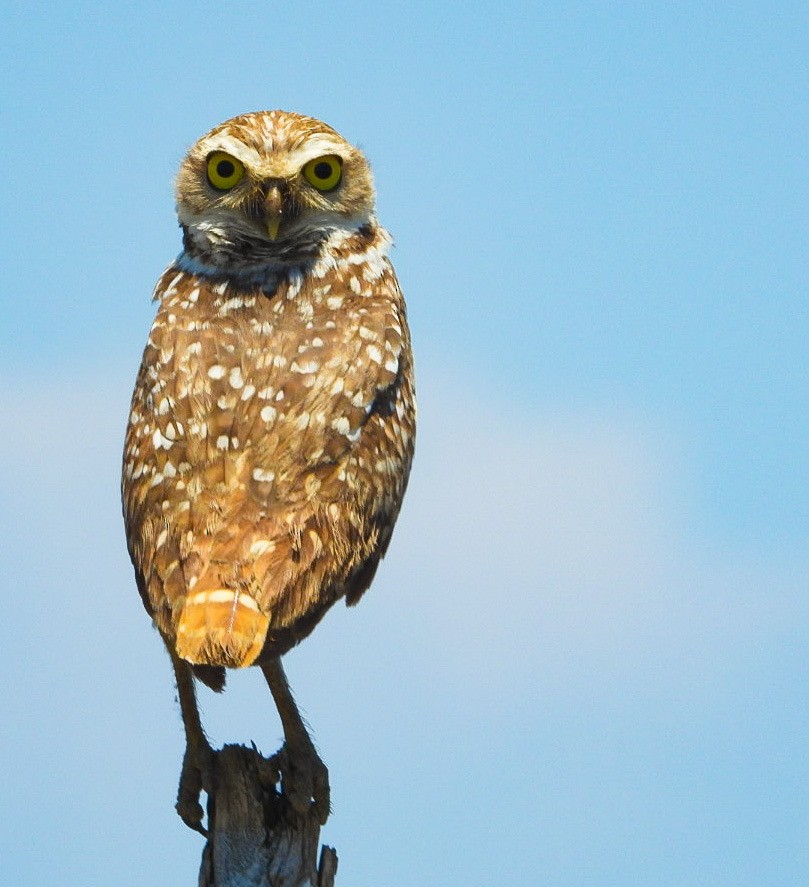 Burrowing Owl - ML619733726