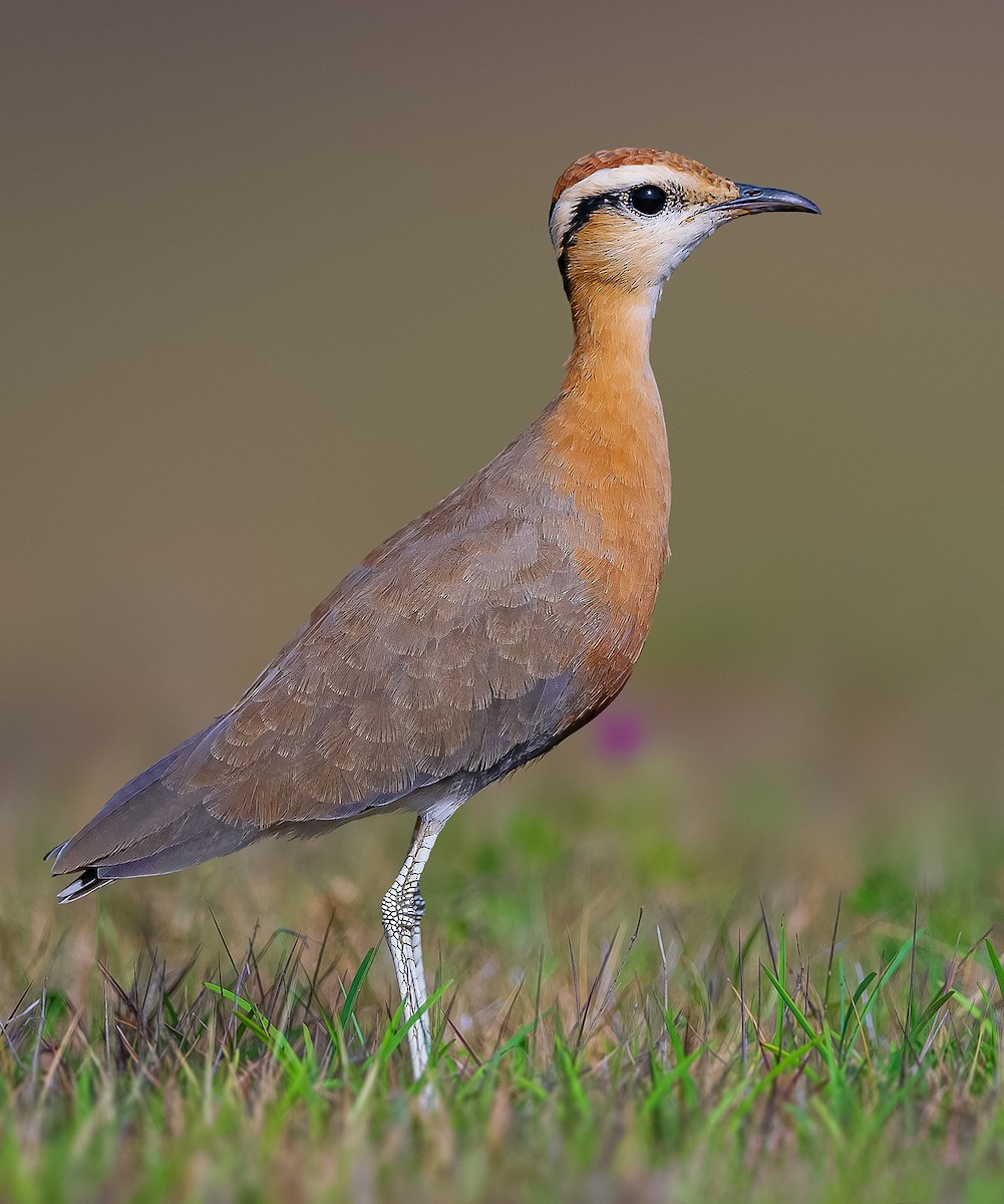 Indian Courser - ML619733739