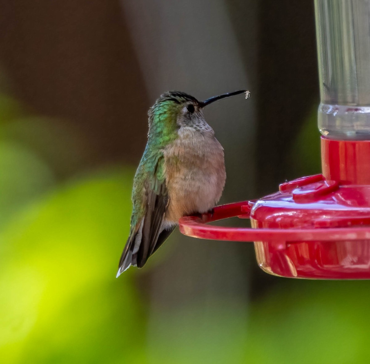 Broad-tailed Hummingbird - ML619733752