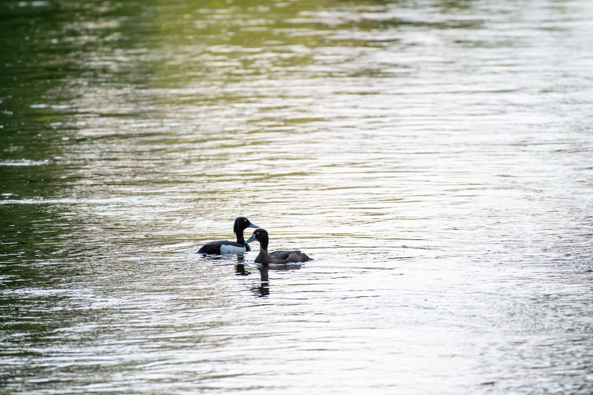 Tufted Duck - ML619733771