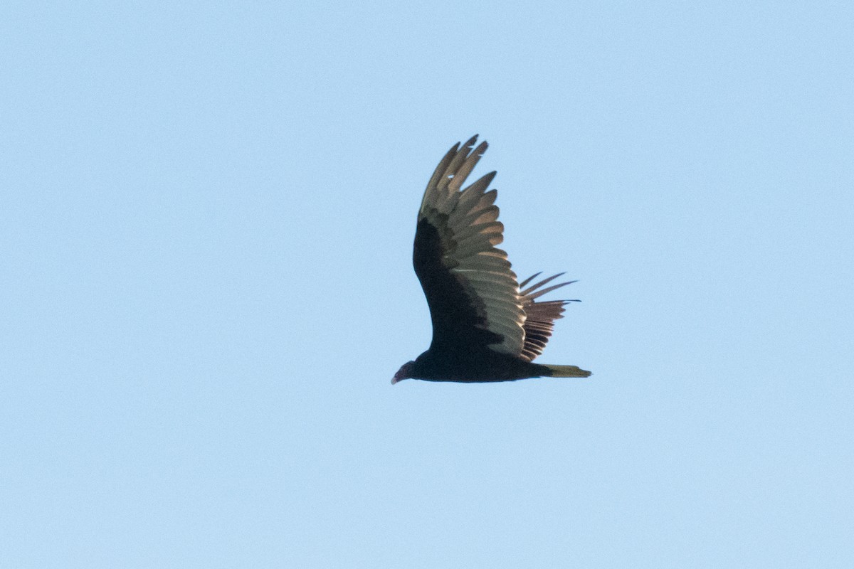 Turkey Vulture - ML619733810