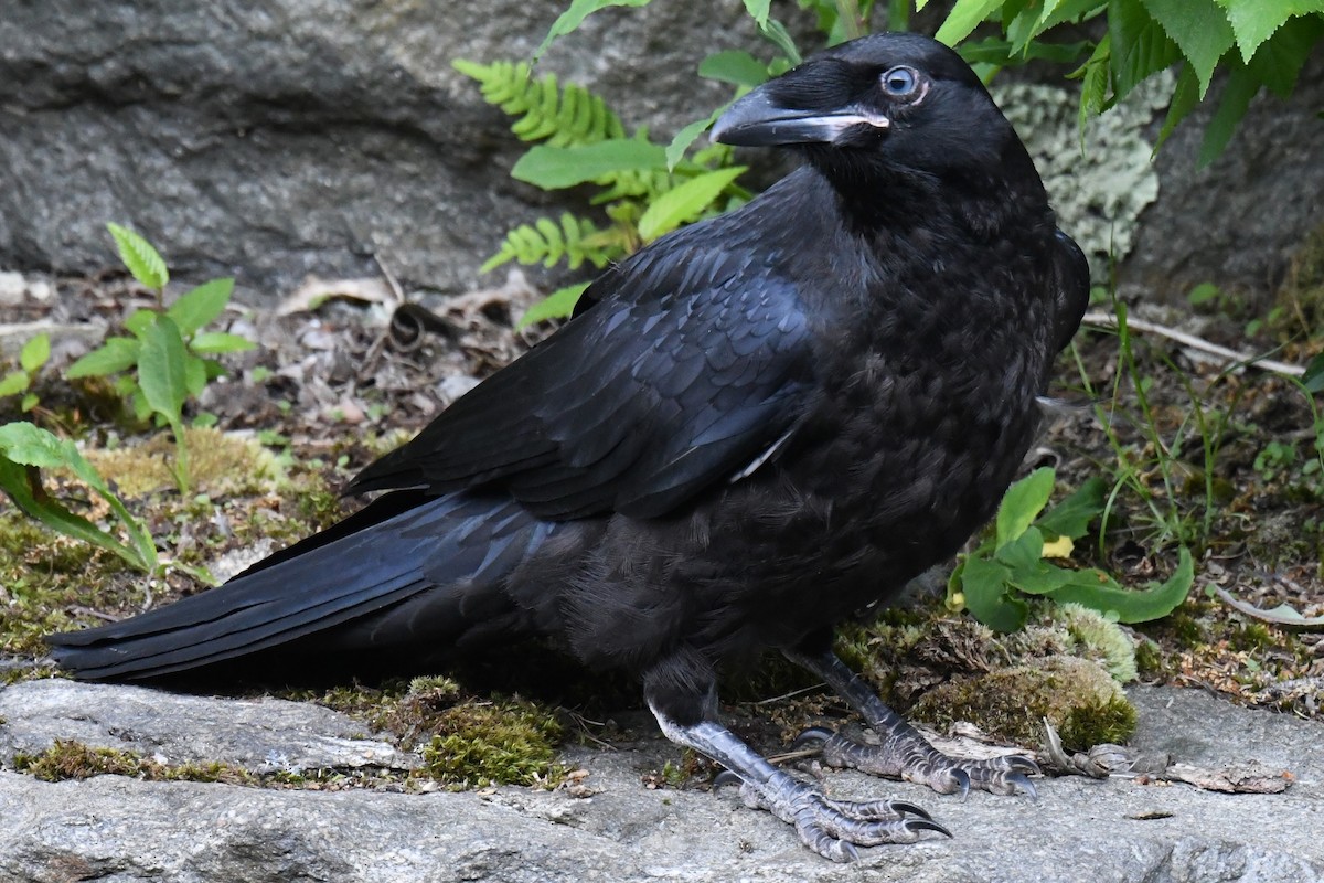 Common Raven - ML619733814