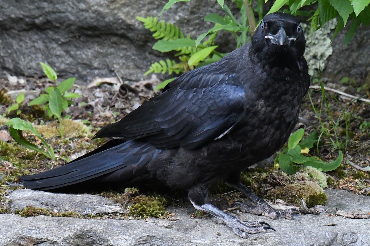 Common Raven - ML619733815