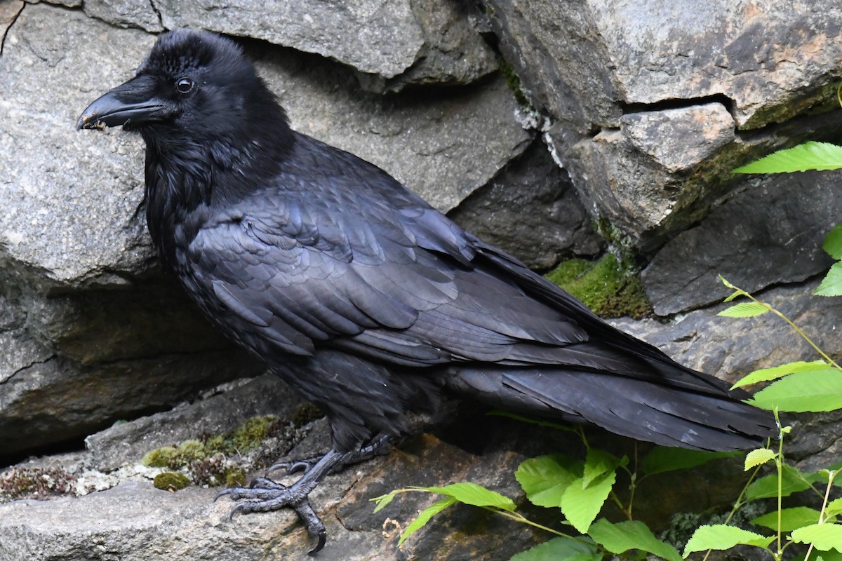 Common Raven - ML619733816