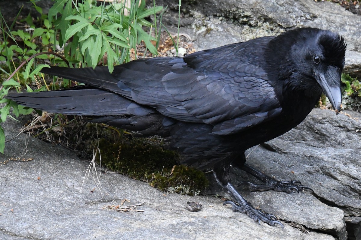 Common Raven - ML619733817