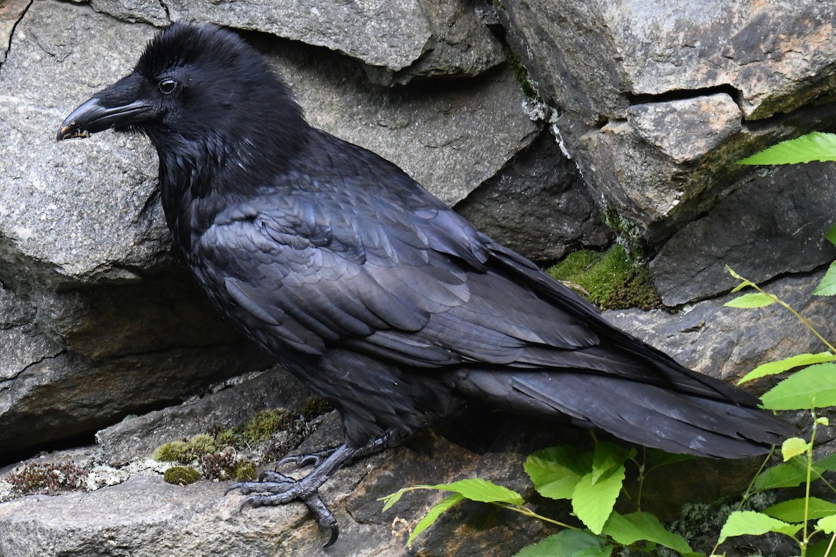 Common Raven - ML619733819