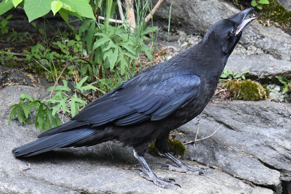 Common Raven - ML619733820