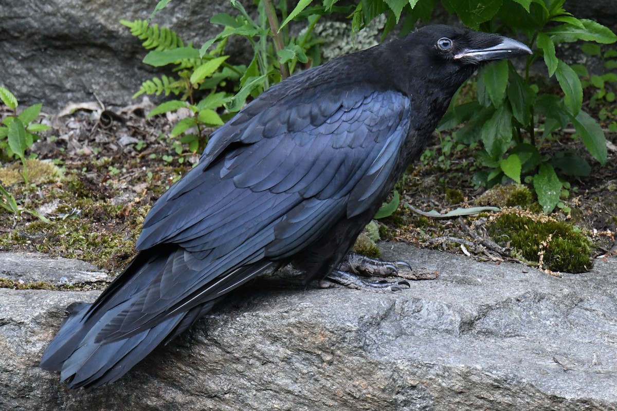 Common Raven - ML619733821