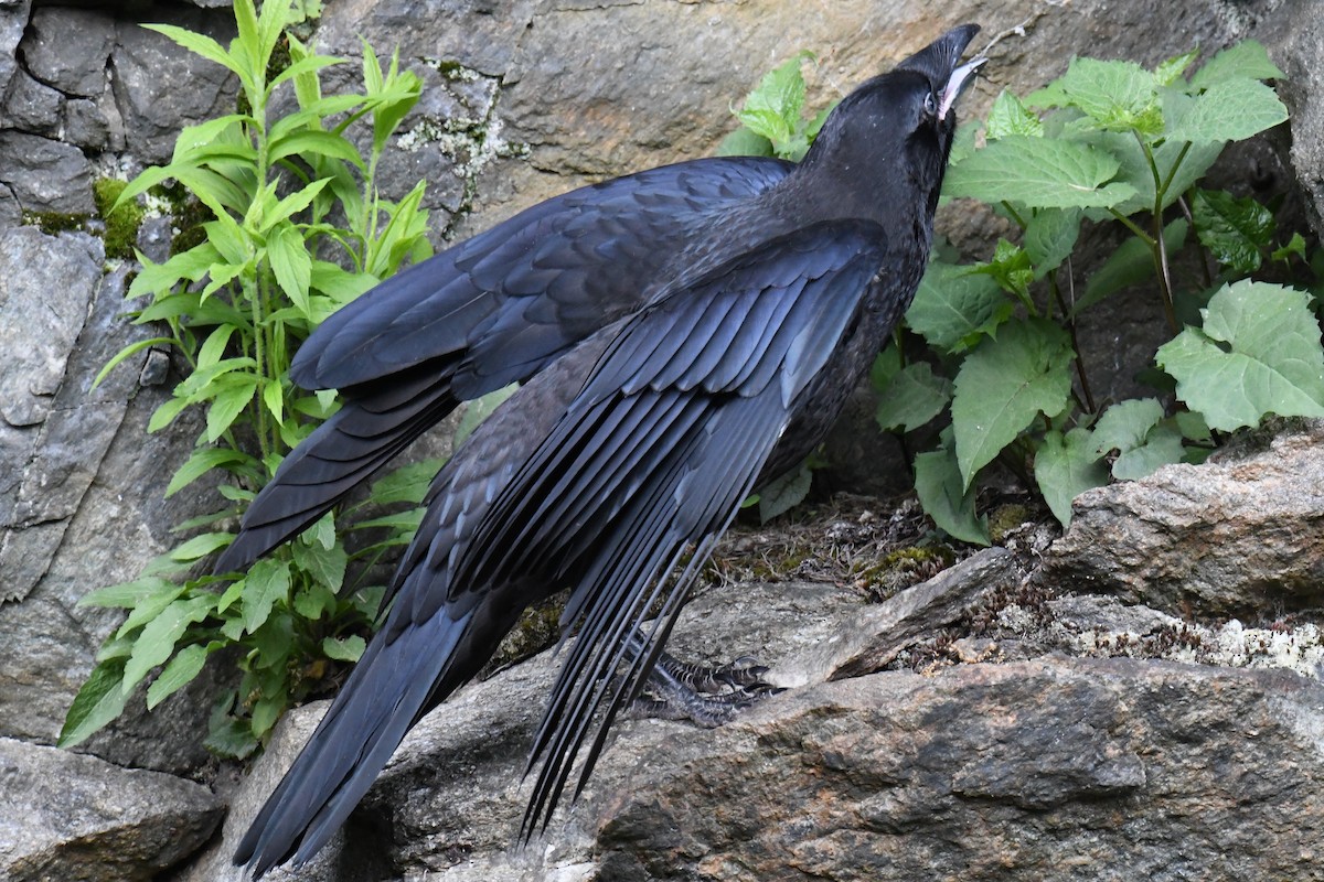 Common Raven - ML619733822