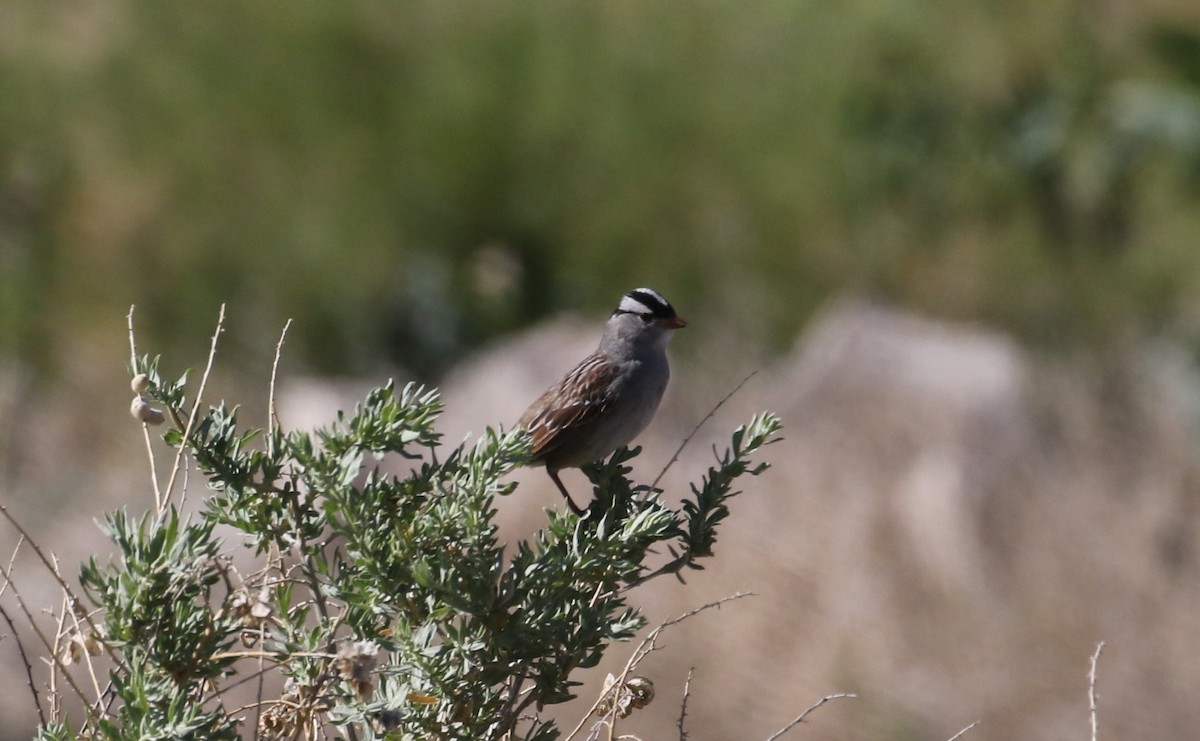 White-crowned Sparrow (Dark-lored) - ML619733832
