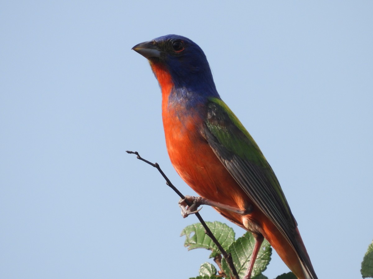 Painted Bunting - ML619733860