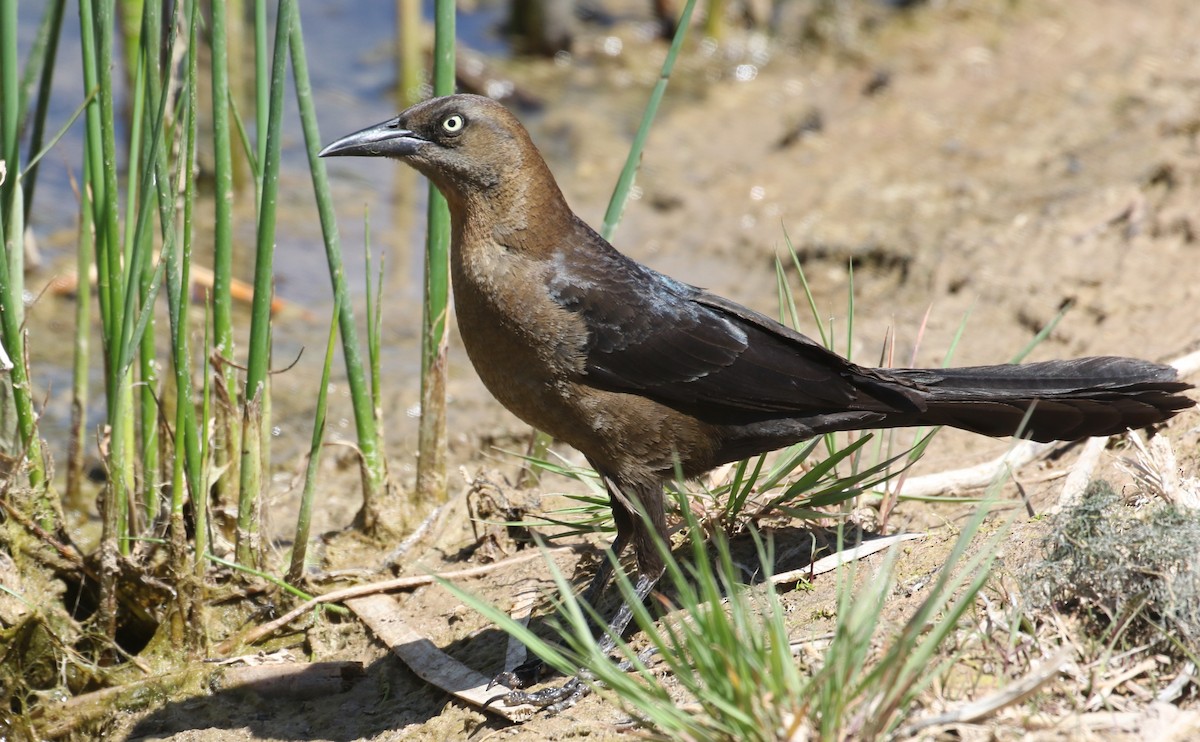 Great-tailed Grackle - ML619733884